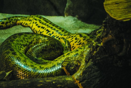 Anaconda jaune à la Ménagerie du Jardin des plantes