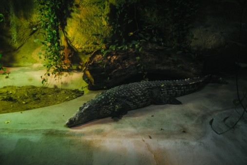 Crocodile du Nil à la Ménagerie du Jardin des plantes