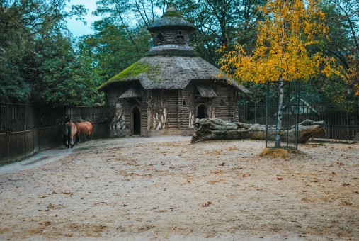 Enclos des chevaux de Przewalski à la Ménagerie du Jardin des plantes