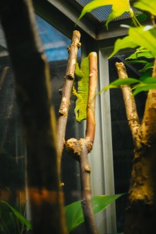 Gecko de Madagascar à la Ménagerie du Jardin des plantes