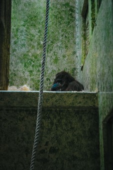 Orang-outan de Borneo à la Ménagerie du Jardin des plantes